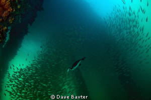 shag and bait ball by Dave Baxter 